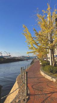 海に続く道 秋,イチョウ,川の写真素材