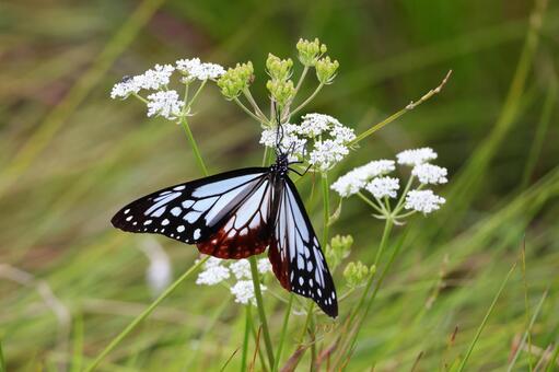 アサギマダラ アサギマダラ,チョウ,蝶の写真素材