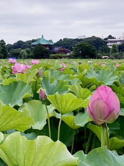 ハス ハス ハス,蓮,花びらの写真素材