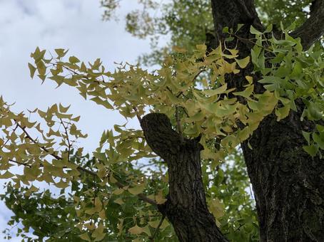 爽やかな葉っぱの写真