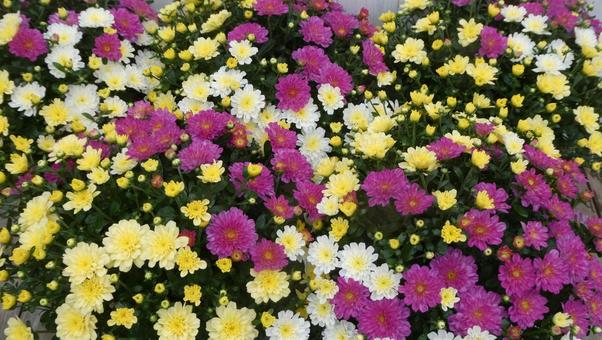 秋の花壇　カラフルな小菊 ビタマム 花,菊,小菊の写真素材