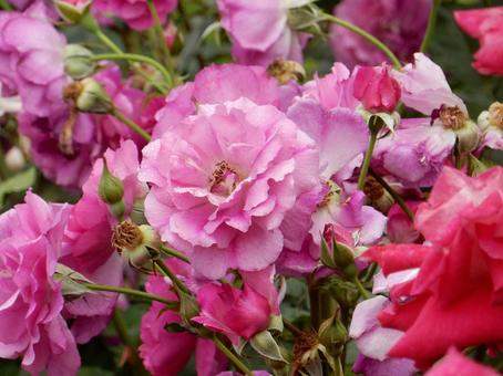 【薔薇の写真】バラの花 【薔薇の写真】バラの花 薔薇,植物,自然の写真素材