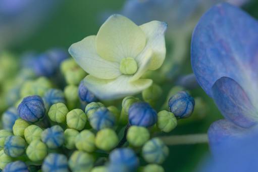 大宮第二公園の紫陽花 大宮第二公園の紫陽花の写真
