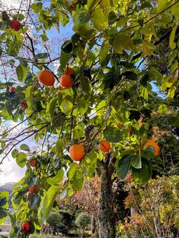 柿の木 柿,木,実の写真素材