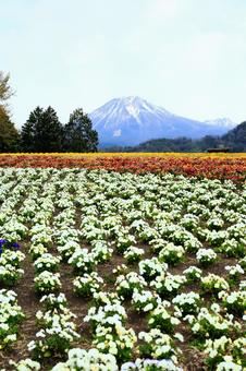 春の花壇と伯耆富士(縦バージョン) 春の花壇と伯耆富士(縦バージョン)の写真