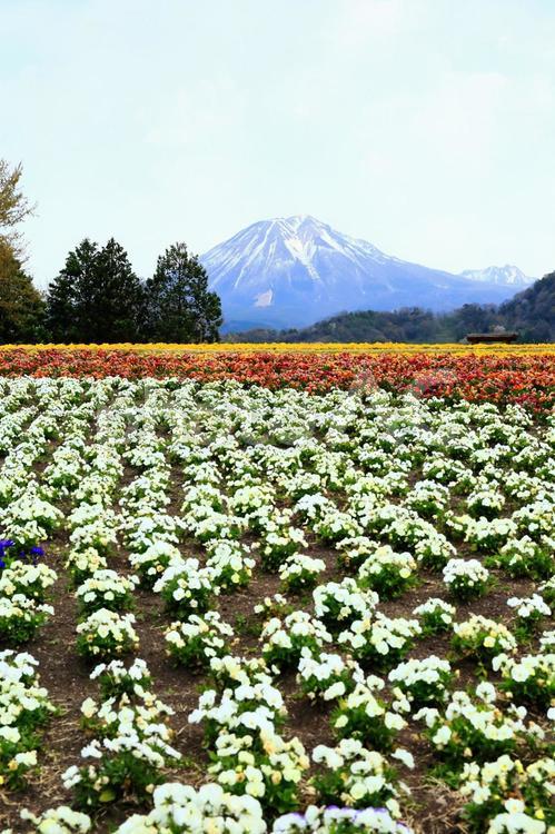 春の花壇と伯耆富士(縦バージョン) とっとり花回廊,大山,伯耆富士の写真素材