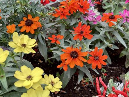 多様な花 花,華,鮮やかの写真素材