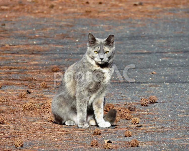 お座りしてこちらを見つめる痩せた猫 猫,ネコ,ねこの写真素材