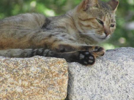 お昼寝にゃんこ3 お昼寝にゃんこ3の写真
