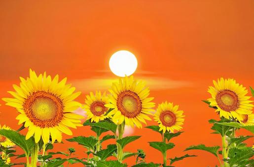 夏イメージ素材/ひまわりの花と夕陽 夏イメージ素材/ひまわりの花と夕陽の写真