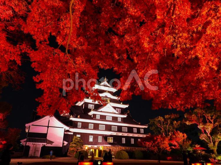 ライトアップされた岡山城とモミジ 紅葉,ライトアップ,モミジの写真素材
