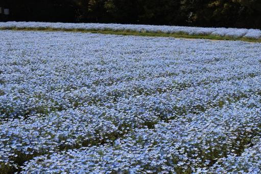 水色の満開のネモフィラの花畑の風景 水色の満開のネモフィラの花畑の風景の写真