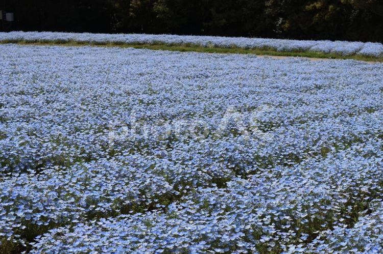 水色の満開のネモフィラの花畑の風景 水色,満開,ネモフィラの写真素材