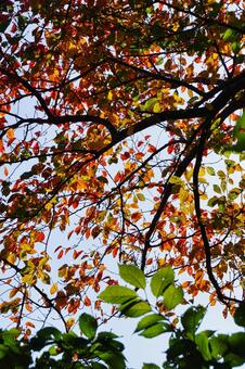 紅葉したモミジ 紅葉,秋,植物の写真素材