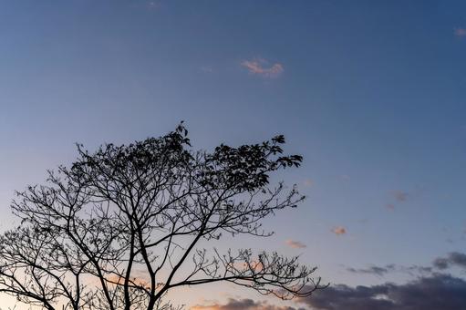 夕焼けに染まる木 夕焼け,日没,夕方の写真素材