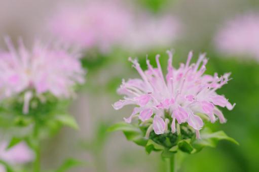 モナルダ ピンクの花 夏の花 モナルダ ピンクの花 夏の花の写真
