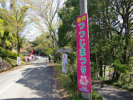 笠間つつじ公園-38 笠間つつじ公園-38 笠間つつじ公園,茨城県笠間市,ツツジの写真素材