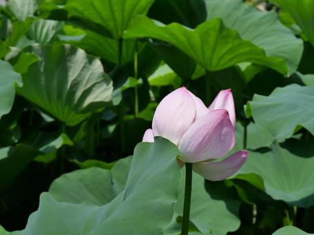 蓮の花 蓮の花の写真