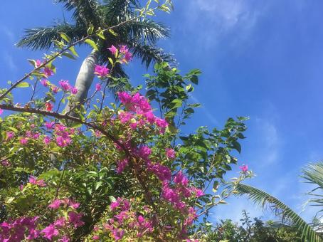 ヤシの木とブーゲンビリア ヤシの木,ブーゲンビリア,木の写真素材