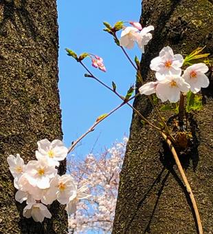 桜 桜の写真