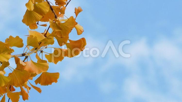 青空とイチョウの紅葉フレーム イチョウ,紅葉,樹木の写真素材