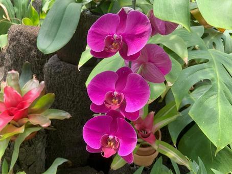 胡蝶蘭 植物,花,胡蝶蘭の写真素材