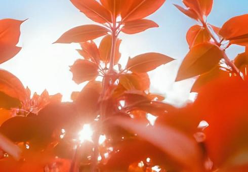 紅葉と青空① 紅葉と青空①の写真