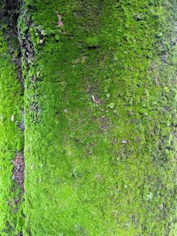 苔の写真