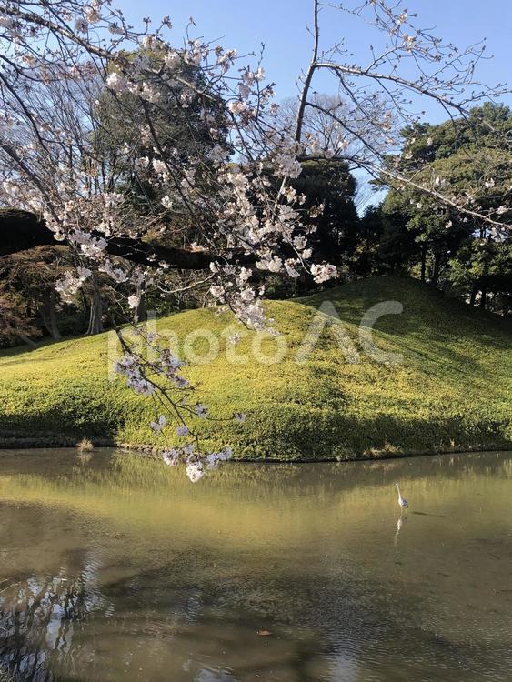 桜と池 さくら,サクラ,春の写真素材