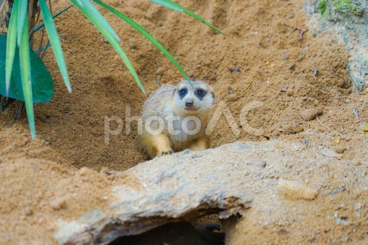 可愛いミーアキャットのイメージ ミーアキャット,動物,動物園の写真素材