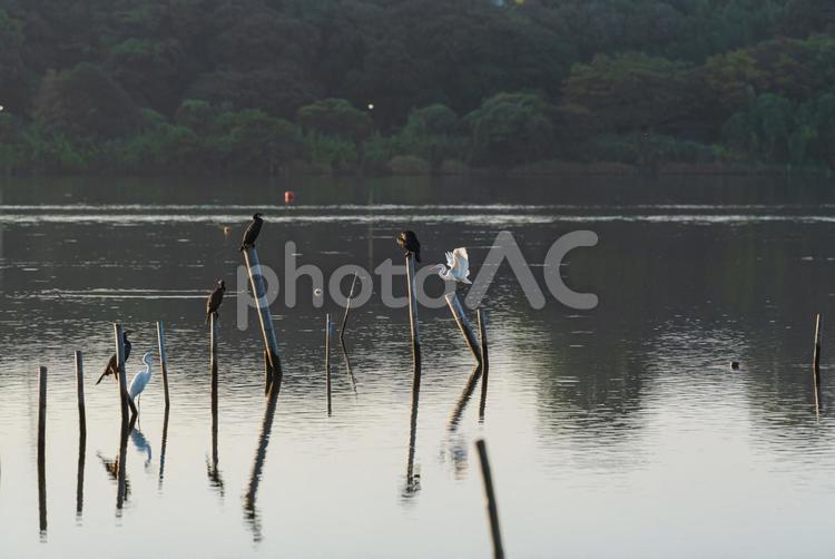 杭の上に着地する瞬間のチュウサギ チュウサギ,鷺,カワウの写真素材