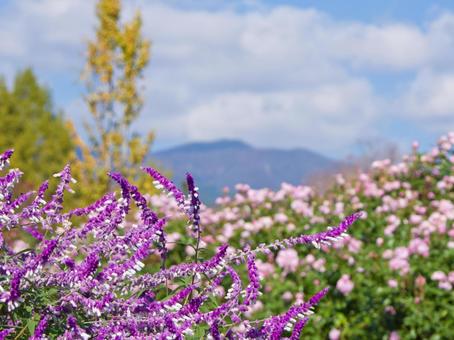 サルビア（レウカンサ）と薔薇のガーデン 花,サルビア,薔薇の写真素材