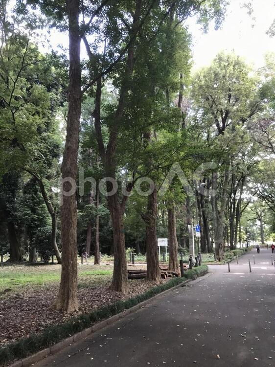 森林散策 森林,散歩,木の写真素材