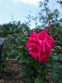 Photo, flower, visual, beautiful, 