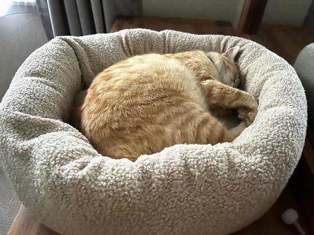 猫用クッションでまるまって寝る茶トラ 猫,茶とら,クッションの写真素材