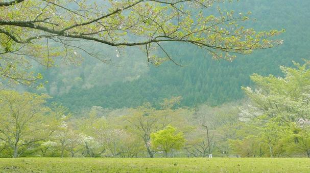自然公園 自然公園 公園,自然公園,林の写真素材