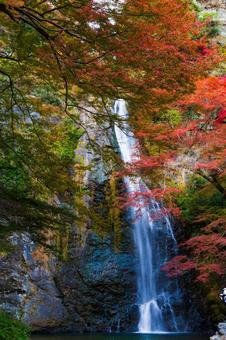 紅葉風景 紅葉風景,紅葉,箕面の写真素材
