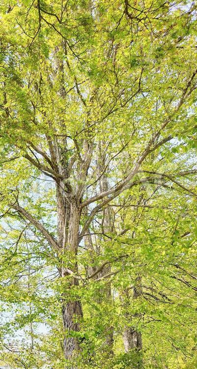黄緑色の葉が茂る樹木 樹木,黄緑,背景の写真素材