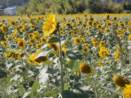 Photo, sunflower, natural, field, 