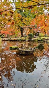 紅葉 紅葉の写真