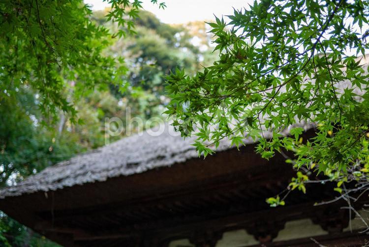 秋の横浜三渓園 秋,三渓園,古家の写真素材