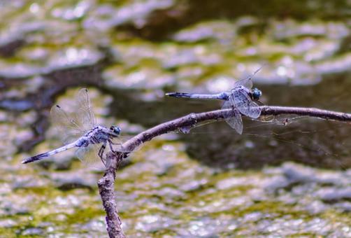 ハス池のトンボ3ー63 トンボ,自然,とんぼの写真素材