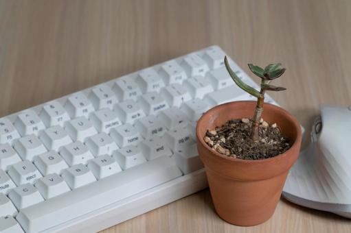 デスク上のキーボードと小さな観葉植物 デスク上のキーボードと小さな観葉植物 観葉植物,キーボード,デスクの写真素材