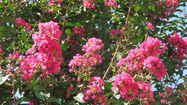 サルスベリの花 サルスベリの花の写真