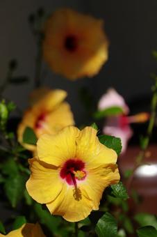 黄色いハイビスカス 黄色いハイビスカス ハイビスカス,黄色,鉢植えの写真素材
