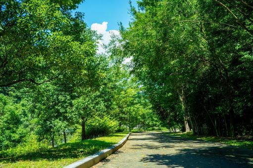 夏の散歩道 雑木林,遊歩道,散歩道の写真素材