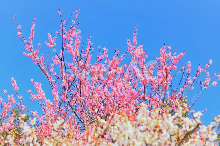 快晴の青空と美しい梅の花 植物,花,梅の写真素材