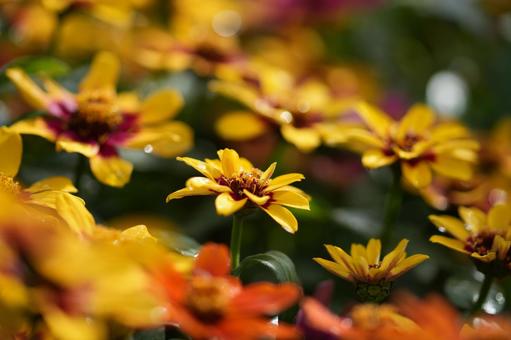 ジニア・プロフュージョン ジニア・プロフュージョン,秋の花,花壇の写真素材