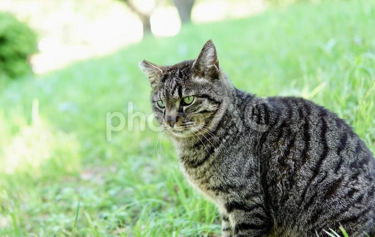 公園の野良猫 ねこ,野良,草原の写真素材