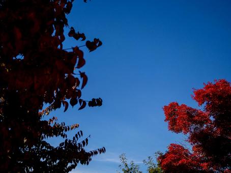 秋の青空と紅葉の写真